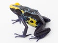 Blue yellow poison frog