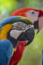 Blue, Yellow and Red Macaws in the Amazon rainforest Royalty Free Stock Photo