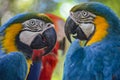 Blue, Yellow and Red Macaws in the Amazon rainforest