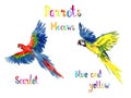 Blue and yellow and Scarlet macaw flying set