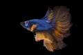 Blue yellow Siamese Fighting fish, Fancy Halfmoon Betta,The moving moment beautiful of betta fish in Thailand. Betta splendens, Si Royalty Free Stock Photo