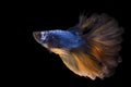 Blue yellow Siamese Fighting fish. The moving moment beautiful of betta fish in Thailand isolated on black background Royalty Free Stock Photo