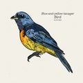 The blue-and-yellow tanager is a species of bird in the family Thraupidae, the tanagers. Hand draw sketch vector Royalty Free Stock Photo