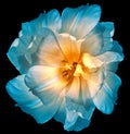 Blue-yellow  tulip. Flower on black isolated background with clipping path. For design. Closeup Royalty Free Stock Photo
