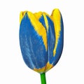 Blue yellow tulip flower isolated on a white background. Close-up. Flower bud on a green stem Royalty Free Stock Photo