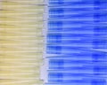 Blue and yellow universal laboratory pipet tips. Laboratory and science material concept