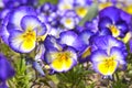 Blue and yellow violas flowers