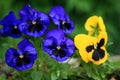 Blue and yellow violets