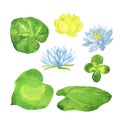 Blue and yellow water lilly and green leaves set. Watercolor. Royalty Free Stock Photo