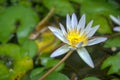 Blue and yellow water lily with green pad background. Close up of Nymphaeaceae Royalty Free Stock Photo