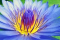 Blue and yellow waterlily