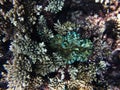 Blue, yellow and white striped giant clam, tridacna squamosa, well hid among corals of the acropora