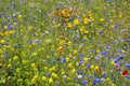 blue and yellow wild mfoowers in wild mnature in Copenhagen Royalty Free Stock Photo