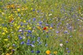 blue and yellow wild mfoowers in wild mnature in Copenhagen Royalty Free Stock Photo