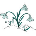 blue young snowdrops in the spring grow out of the snow, young snowdrops in the spring grow out of the snow, vector Royalty Free Stock Photo