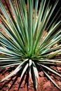 Blue Yucca Cactus
