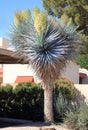 Blue yucca with flowers on its top