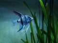 Blue Zebra Angelfish in tank fish Pterophyllum scalare Royalty Free Stock Photo