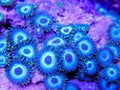 Blue Zoanthid Corals Growing as a Tight Colony Royalty Free Stock Photo