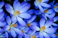 Blue Zwanenburg Crocus Blooms Royalty Free Stock Photo