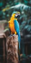 Blueandyellow_Macaw_Ara_ararauna_sitting_on_a_branch_1690601509617_5 Royalty Free Stock Photo