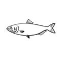 Blueback Herring or Blueback Shad Alosa Aestivalis Side View Stencil Black and White Royalty Free Stock Photo