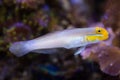 Blueband goby (Valenciennea strigata).