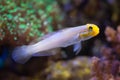 Blueband goby (Valenciennea strigata).