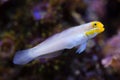 Blueband goby (Valenciennea strigata).