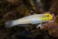 Blueband goby Valenciennea strigata Royalty Free Stock Photo