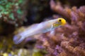 Blueband goby (Valenciennea strigata).