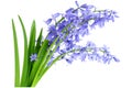 Bluebell Royalty Free Stock Photo