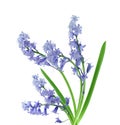 Bluebell