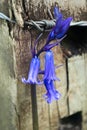 Bluebell and barbed wire Royalty Free Stock Photo