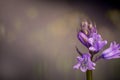 Bluebell beautiful spring flowers on field Royalty Free Stock Photo