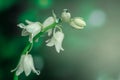 Bluebell beautiful spring flowers on field Royalty Free Stock Photo