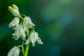 Bluebell beautiful spring flowers on field Royalty Free Stock Photo