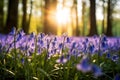 Bluebell Bliss: A Field of Vibrant Blue Blossoms, Nature\'s Symphony in Shades of Azure Royalty Free Stock Photo