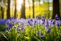 Bluebell Bliss: A Field of Vibrant Blue Blossoms, Nature\'s Symphony in Shades of Azure Royalty Free Stock Photo