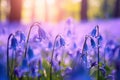 Bluebell Bliss: A Field of Vibrant Blue Blossoms, Nature\'s Symphony in Shades of Azure Royalty Free Stock Photo