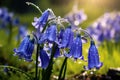 Bluebell Bliss: A Field of Vibrant Blue Blossoms, Nature\'s Symphony in Shades of Azure Royalty Free Stock Photo