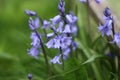 Bluebell blossom in the garden