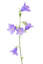 Bluebell or campanula flower isolated on white background, Royalty Free Stock Photo