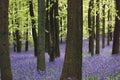 Bluebell carpet Royalty Free Stock Photo