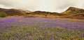 Bluebell covered hillside at Rannerdale, Cumbria