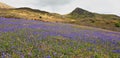 Bluebell covered hillside at Rannerdale, Cumbria