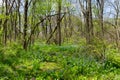 Bluebell covered woodland