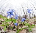 Bluebell flower