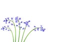 Bluebell Flower Beauty Royalty Free Stock Photo