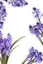 Bluebell Flower Border Royalty Free Stock Photo